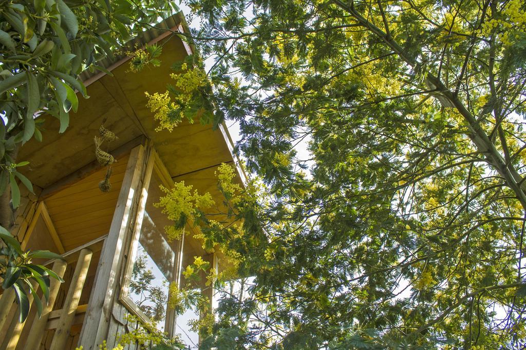 La Casa Del Arbol De Chiloe Villa Castro Kültér fotó